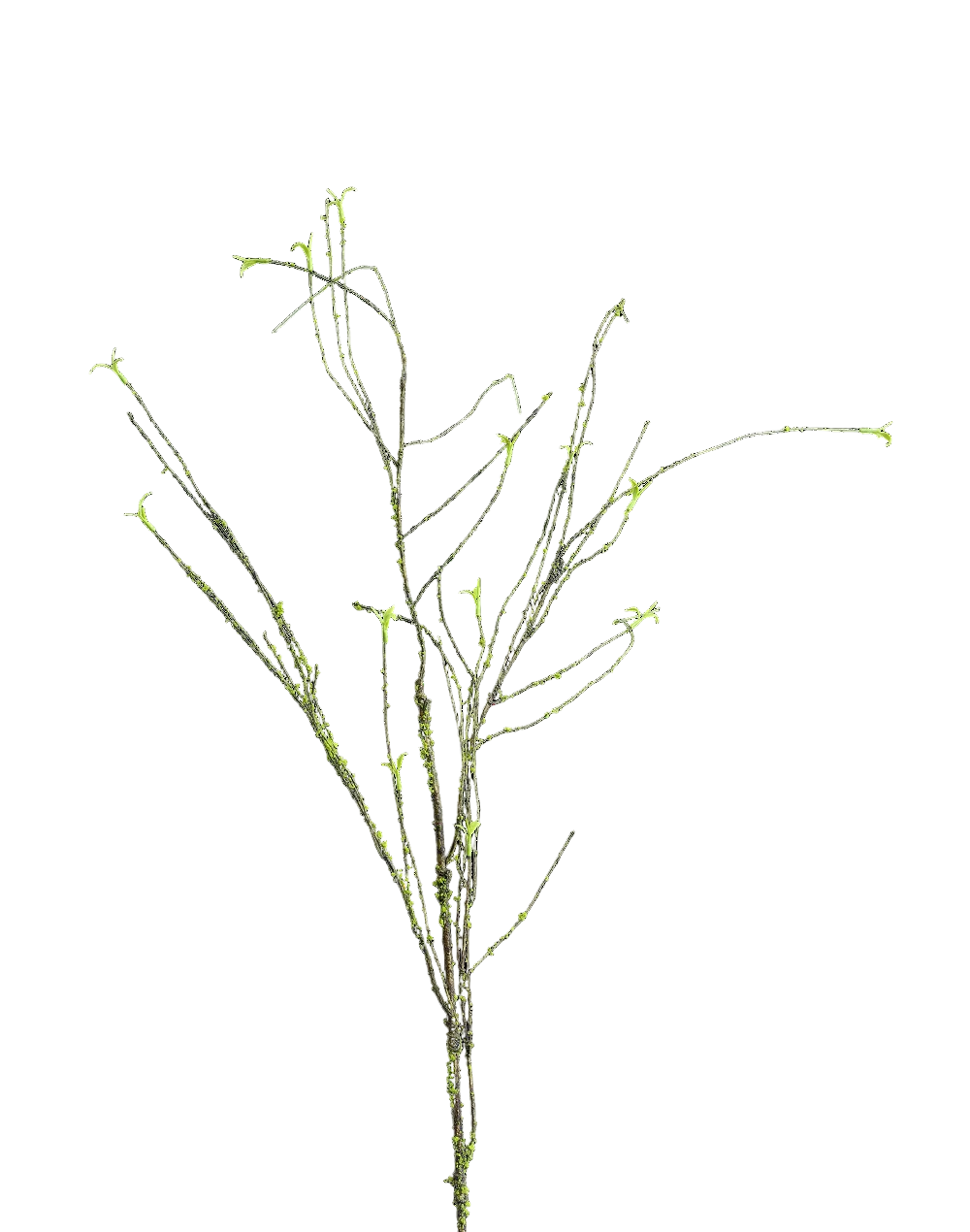 Willow Branch