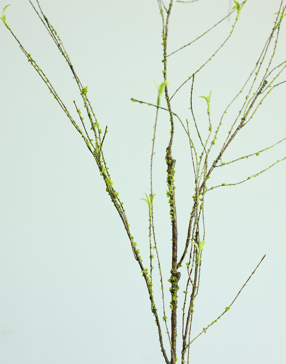 Willow Branch