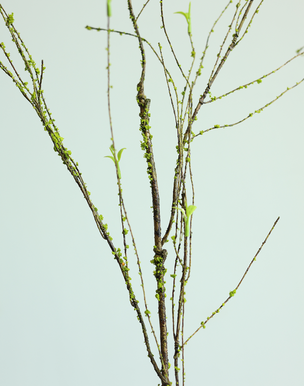 Willow Branch