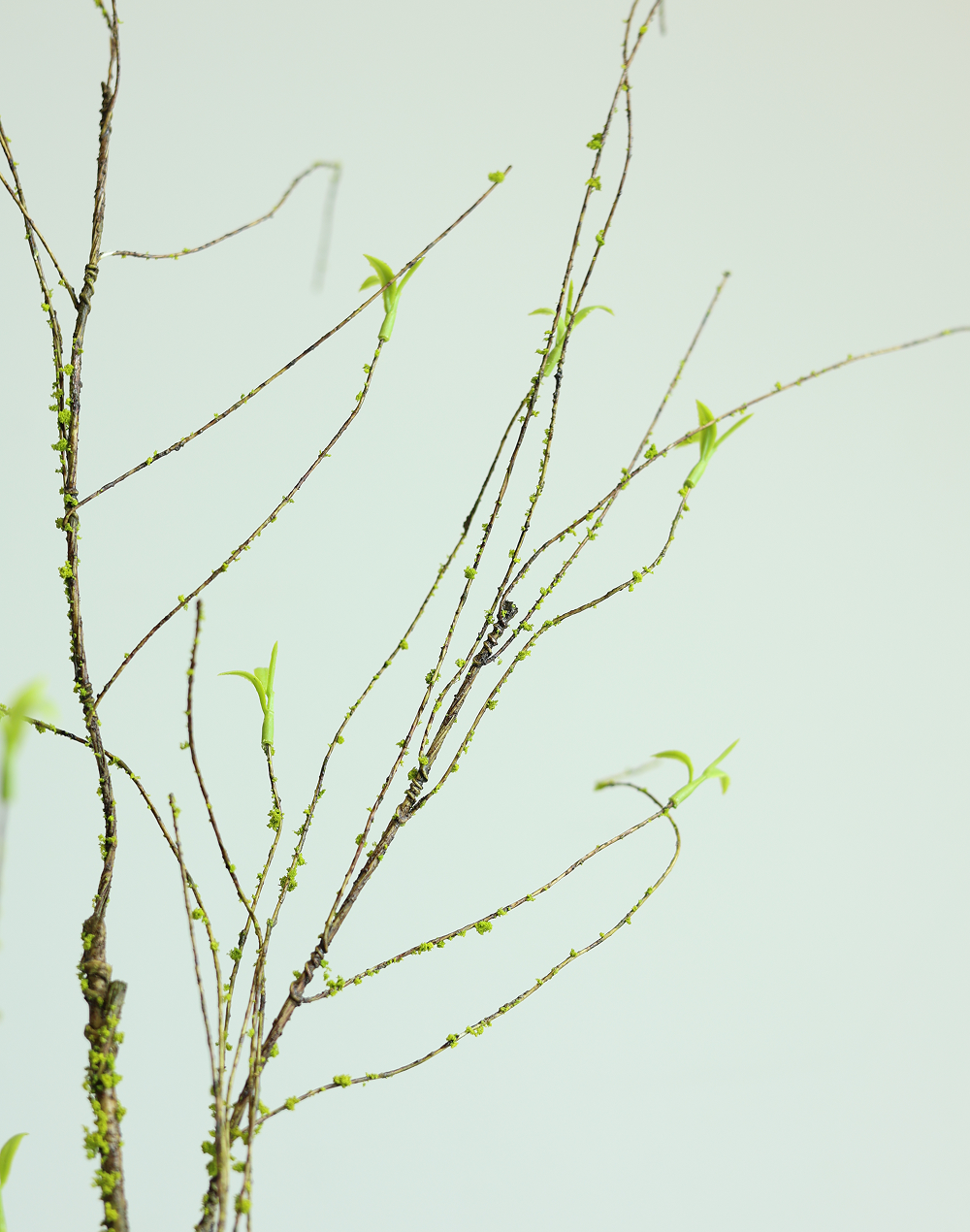 Willow Branch