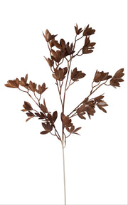 Brown Ruscus