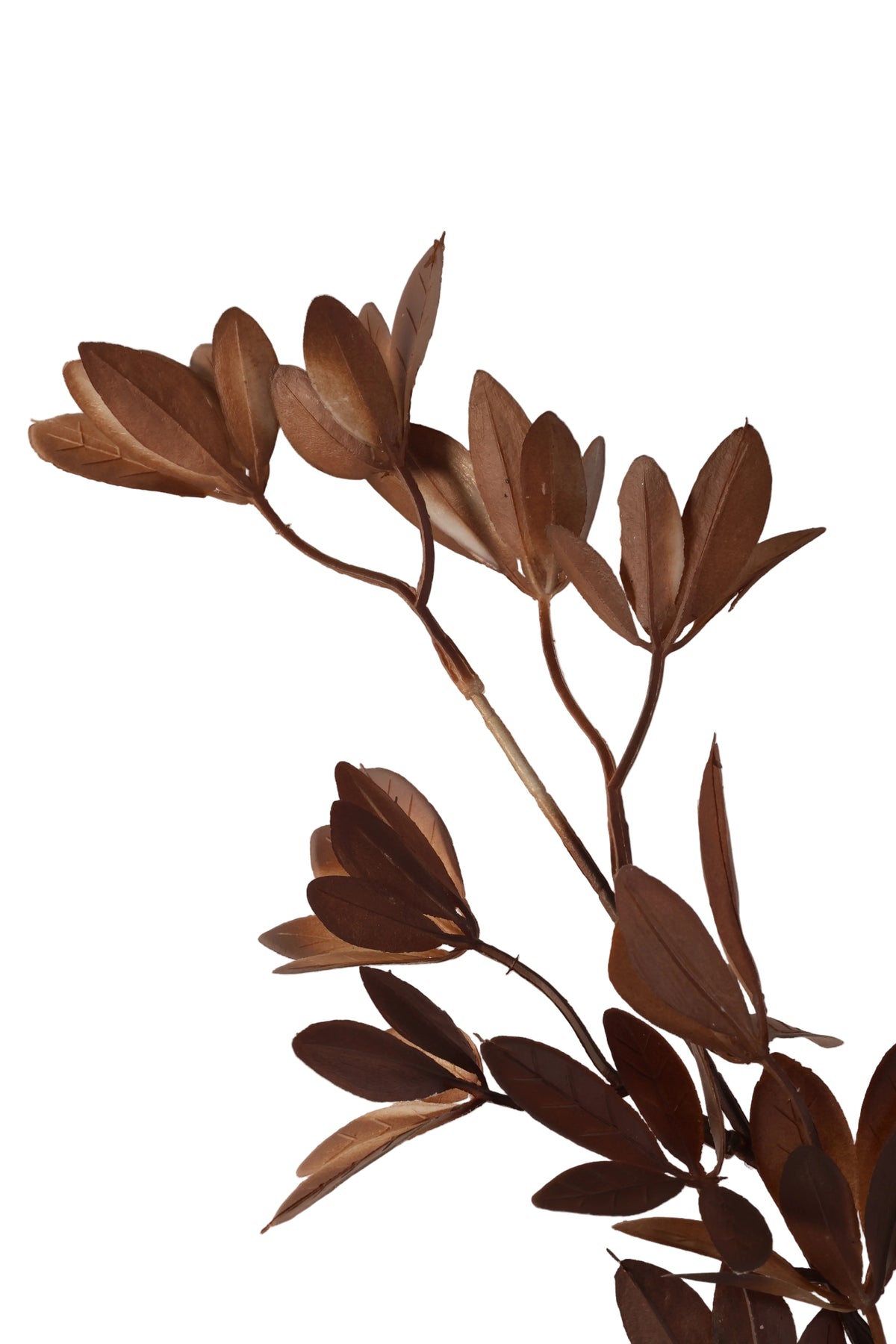 Brown Ruscus