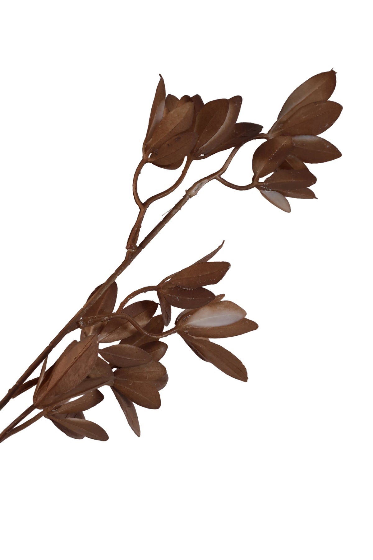 Brown Ruscus
