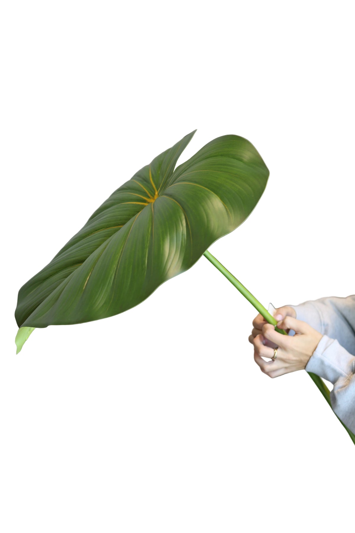 Heartleaf Philodendron| Available in 2 Colors