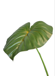 Heartleaf Philodendron| Available in 2 Colors
