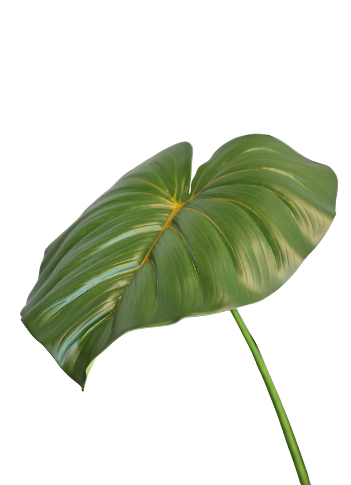 Heartleaf Philodendron| Available in 2 Colors