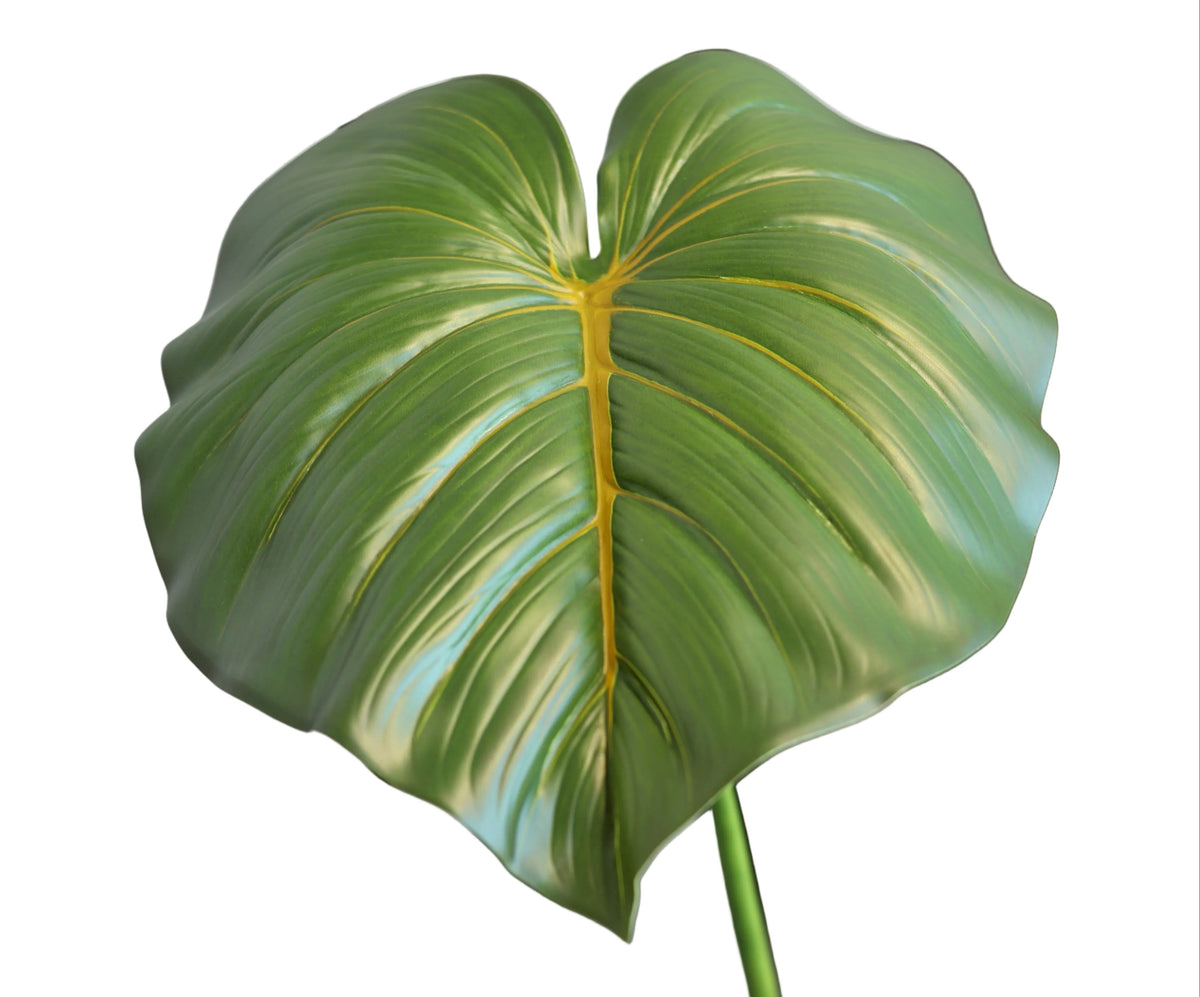 Heartleaf Philodendron| Available in 2 Colors