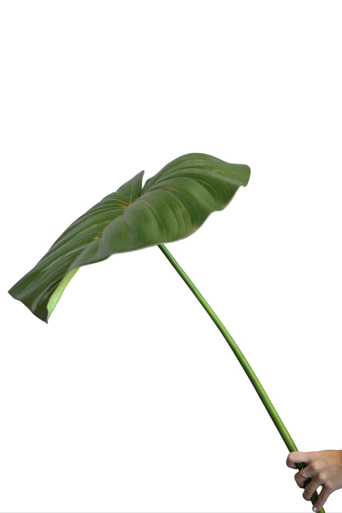 Heartleaf Philodendron| Available in 2 Colors