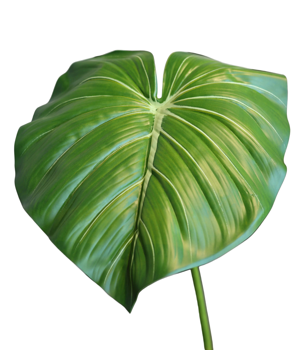 Heartleaf Philodendron| Available in 2 Colors