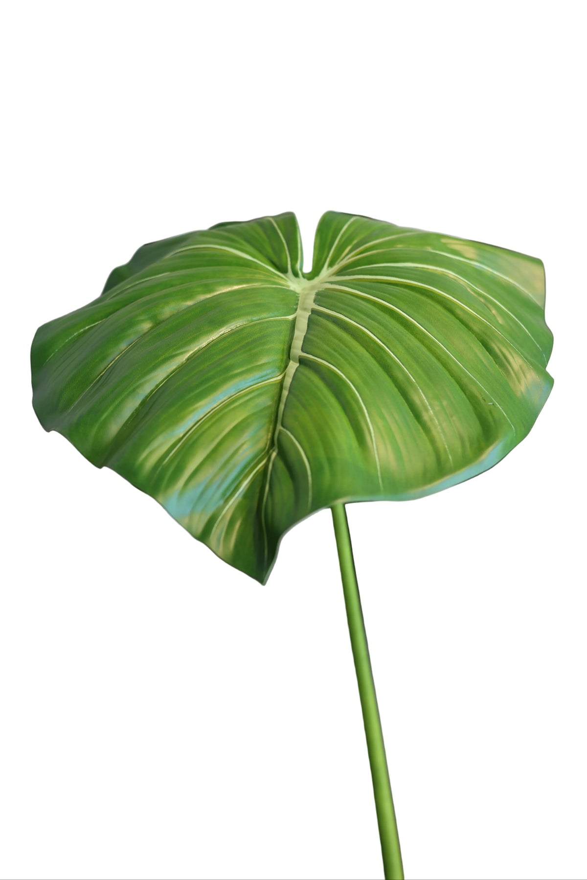 Heartleaf Philodendron| Available in 2 Colors