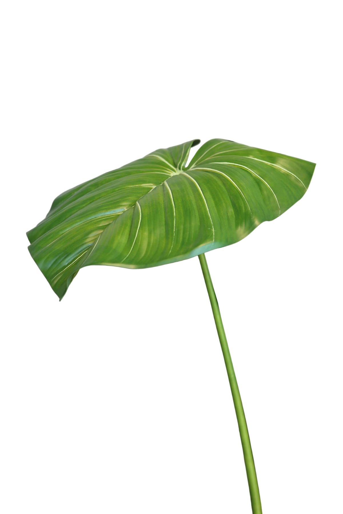 Heartleaf Philodendron| Available in 2 Colors