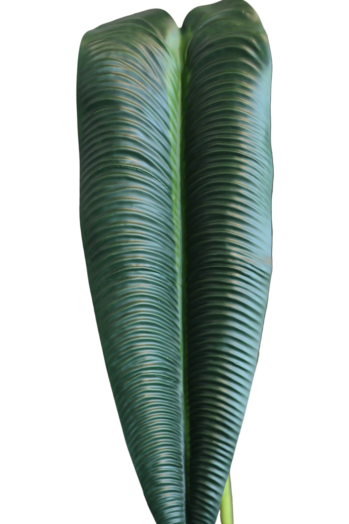 Dark Green King Anthurium | Available in 2 Colors