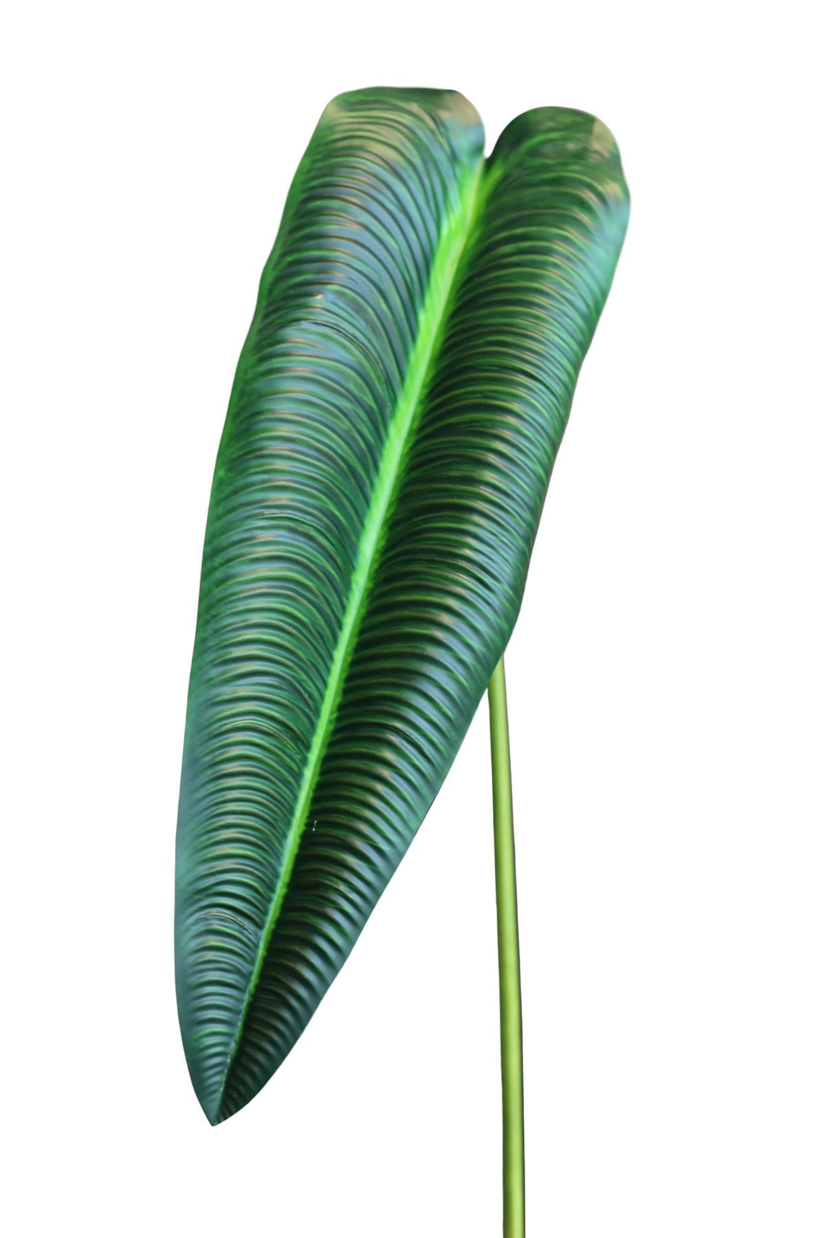 Dark Green King Anthurium | Available in 2 Colors