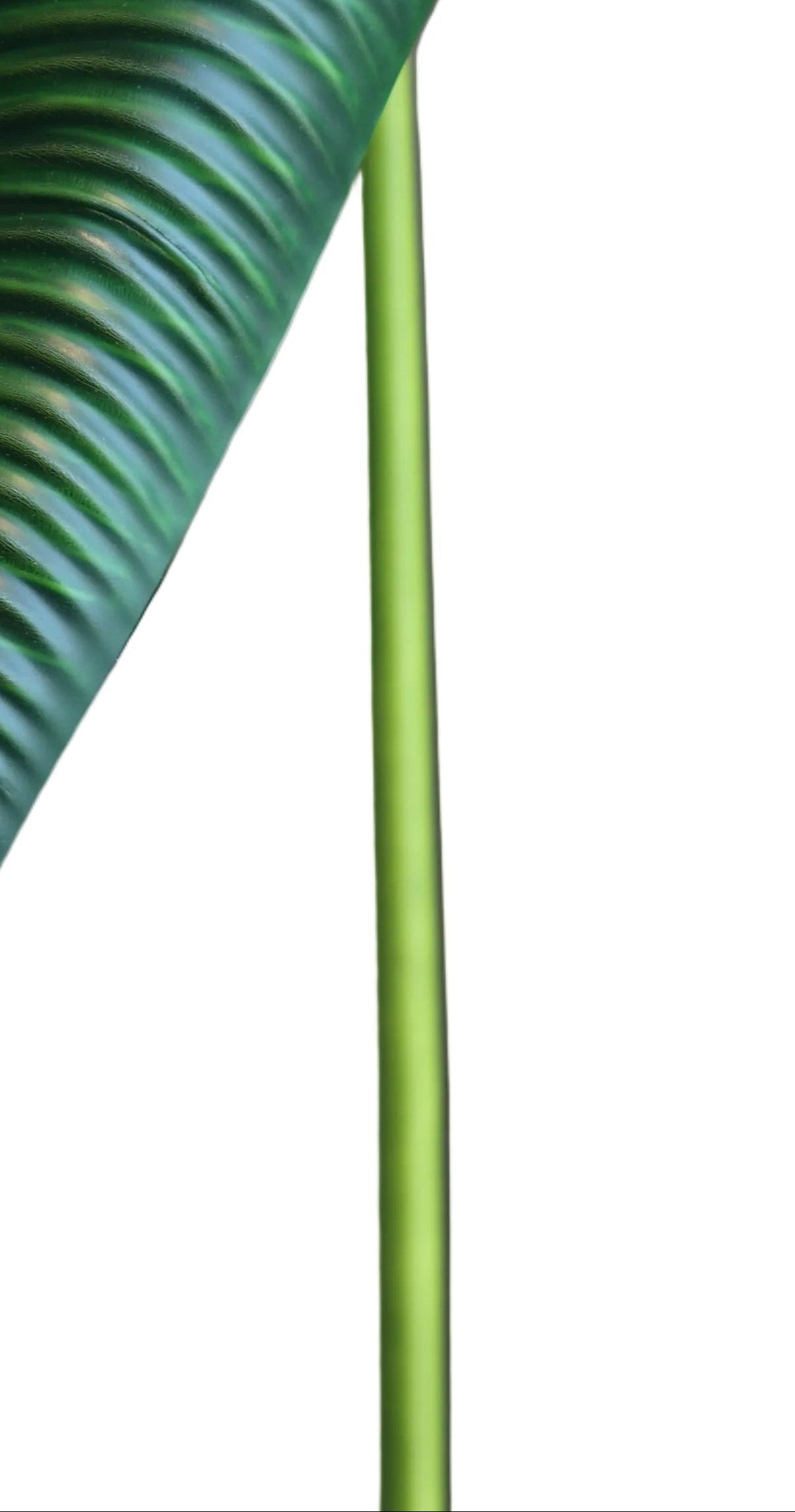 Dark Green King Anthurium | Available in 2 Colors