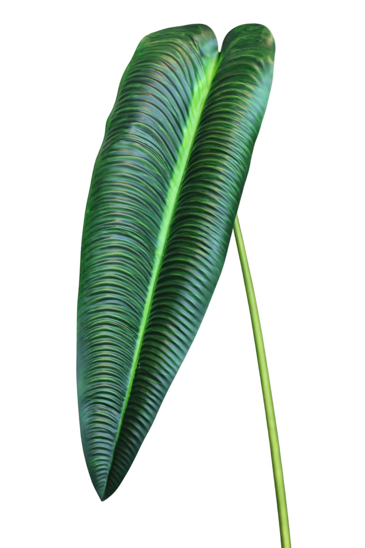 Dark Green King Anthurium | Available in 2 Colors