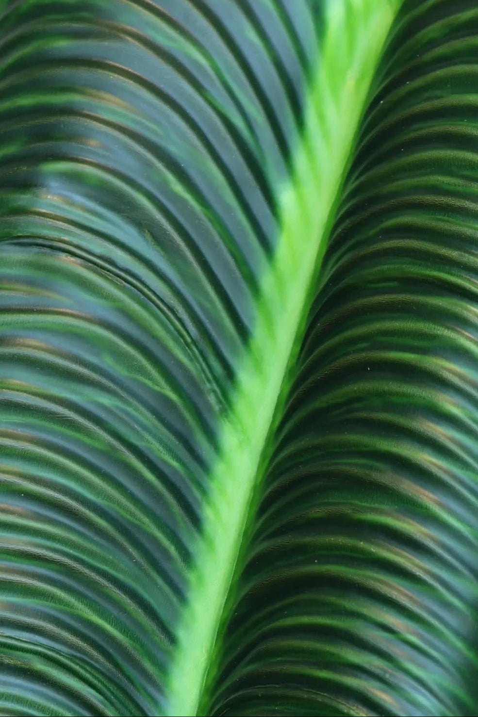 Dark Green King Anthurium | Available in 2 Colors