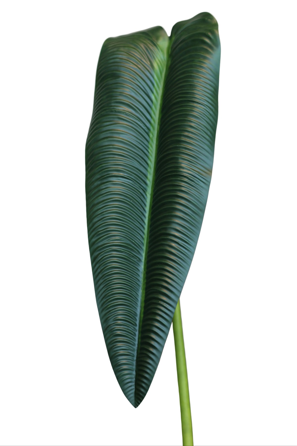 Dark Green King Anthurium | Available in 2 Colors