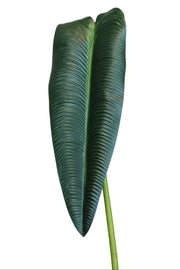 Dark Green King Anthurium | Available in 2 Colors