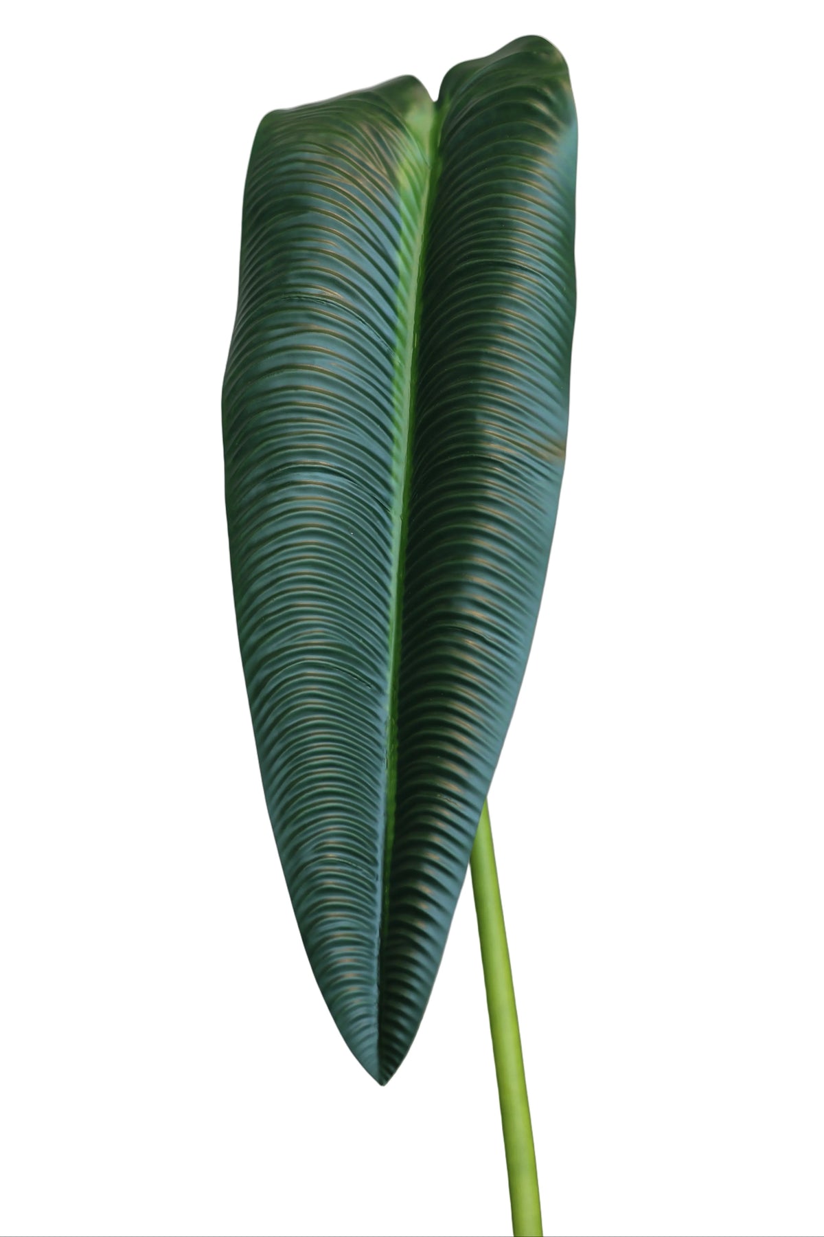 Dark Green King Anthurium | Available in 2 Colors