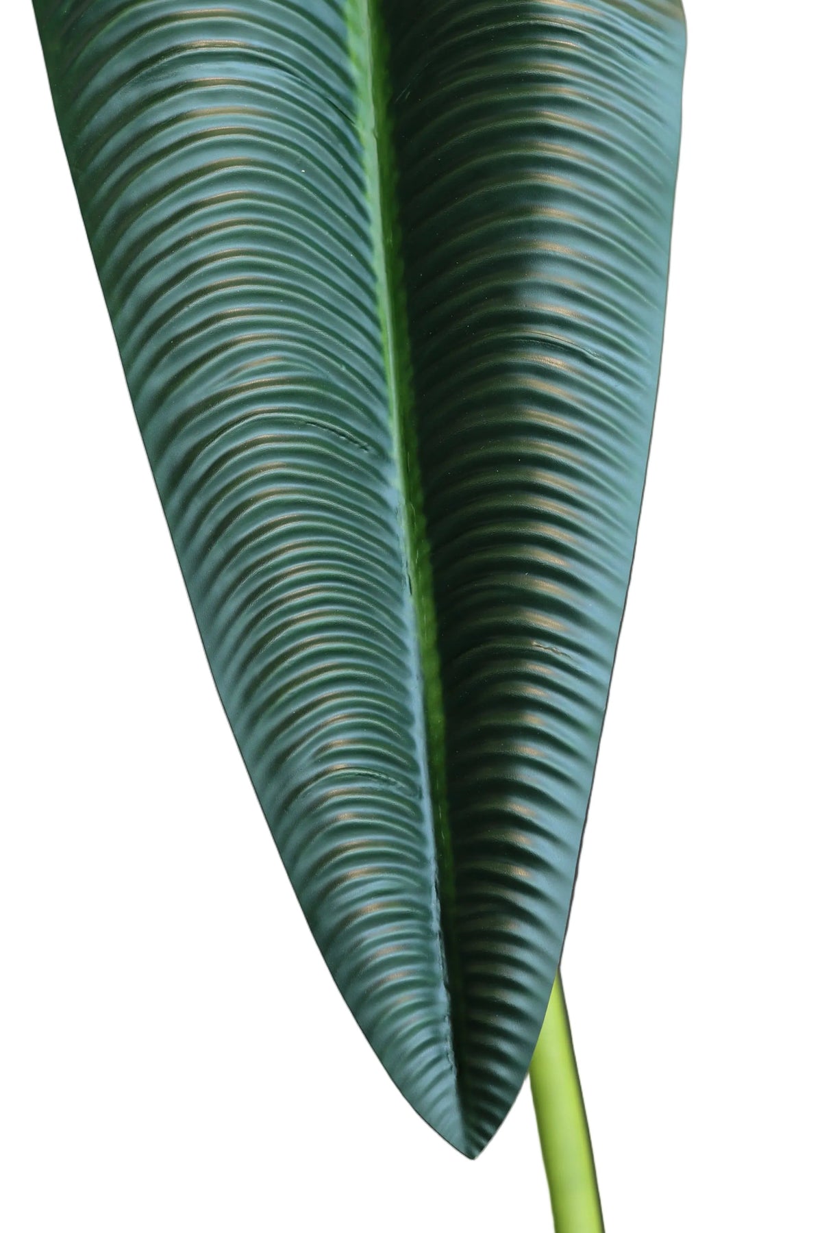 Dark Green King Anthurium | Available in 2 Colors
