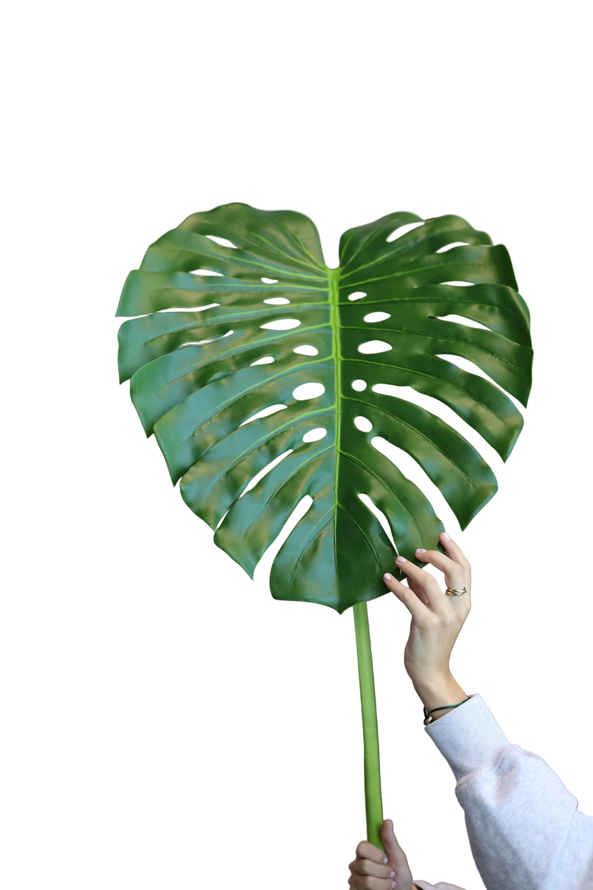 Monstera | Available in 2 Colors