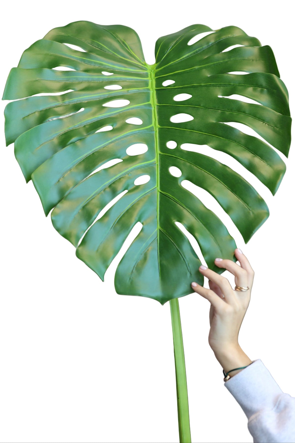 Monstera | Available in 2 Colors