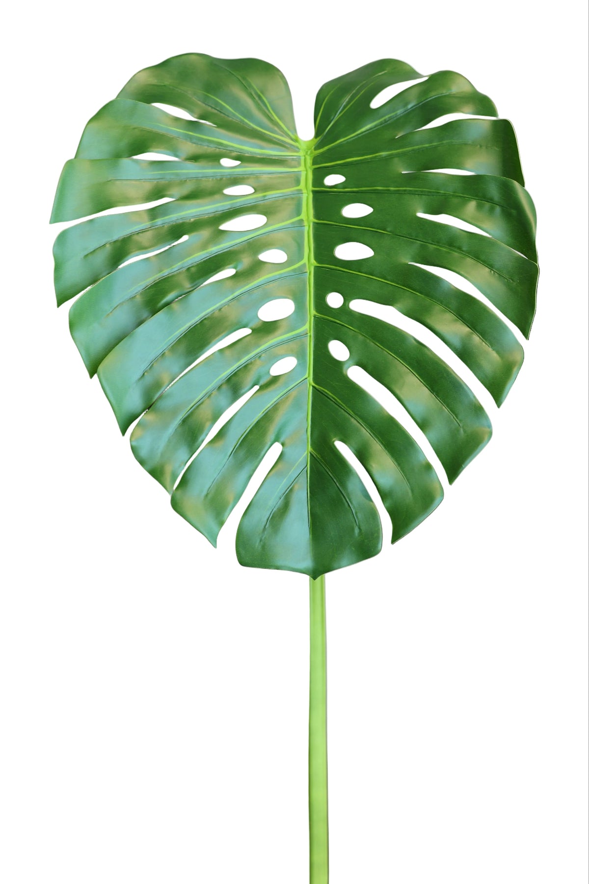 Monstera | Available in 2 Colors