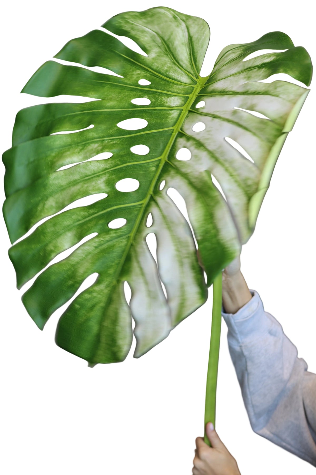 Monstera | Available in 2 Colors