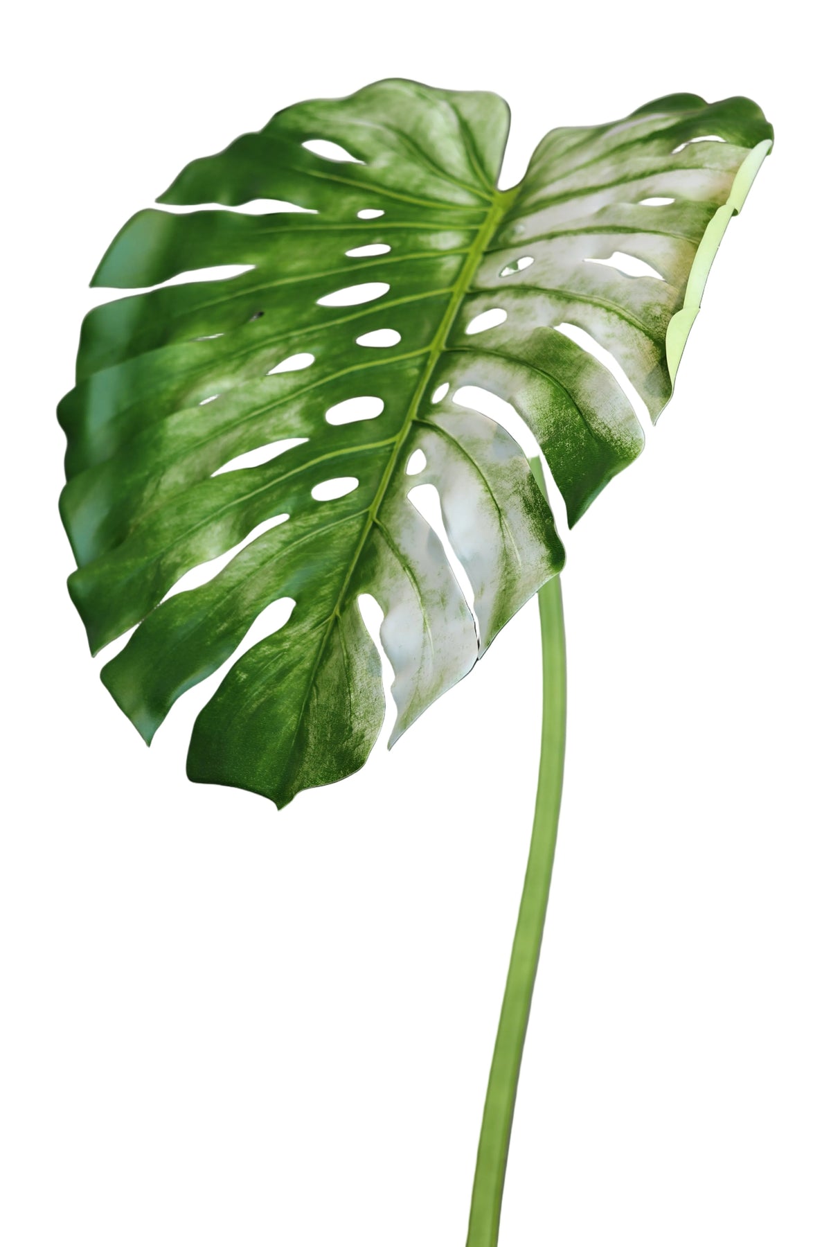 Monstera | Available in 2 Colors