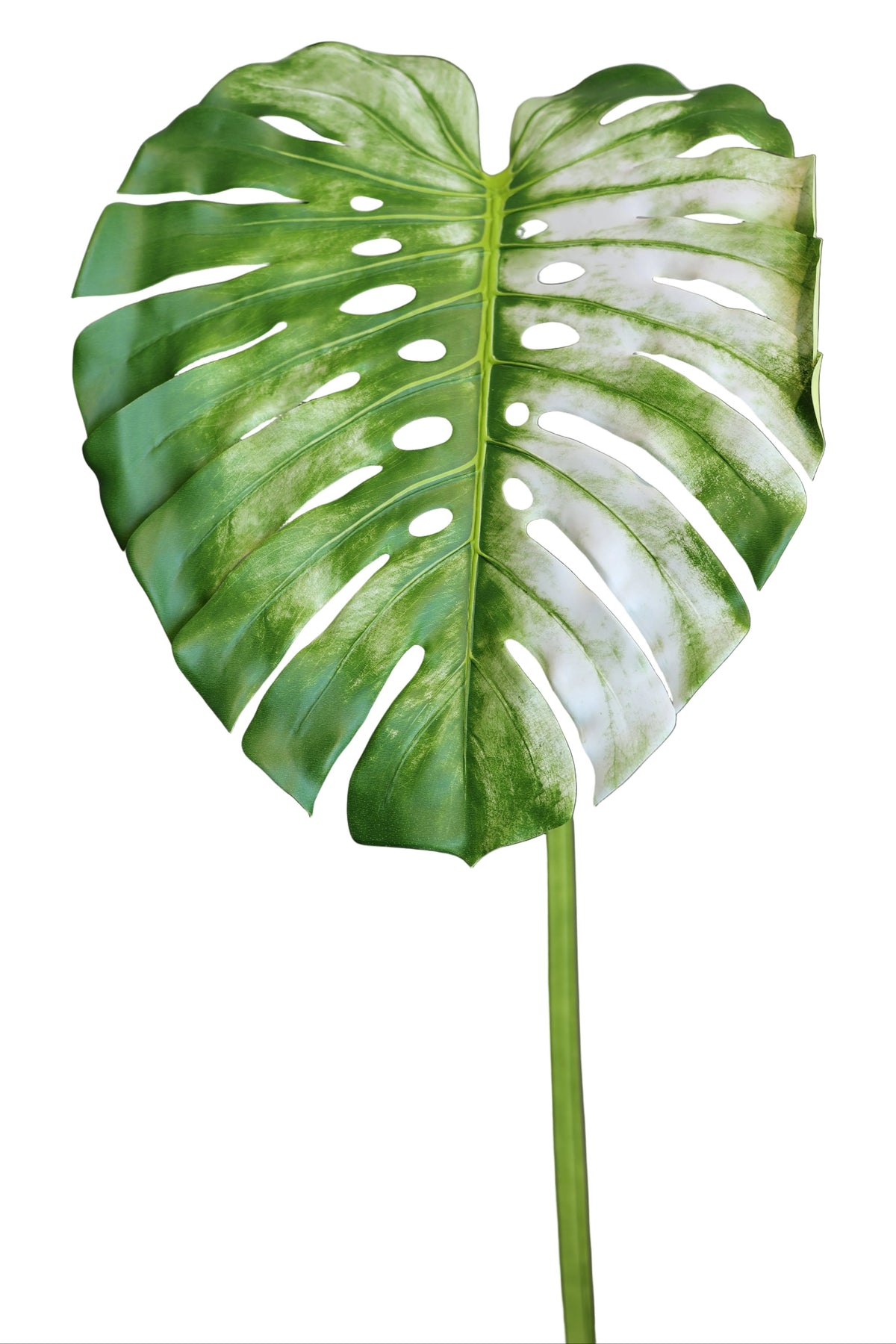 Monstera | Available in 2 Colors