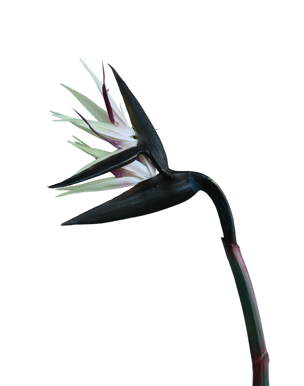 Bird of Paradise (Blush) Stielitzia- 48" Pink