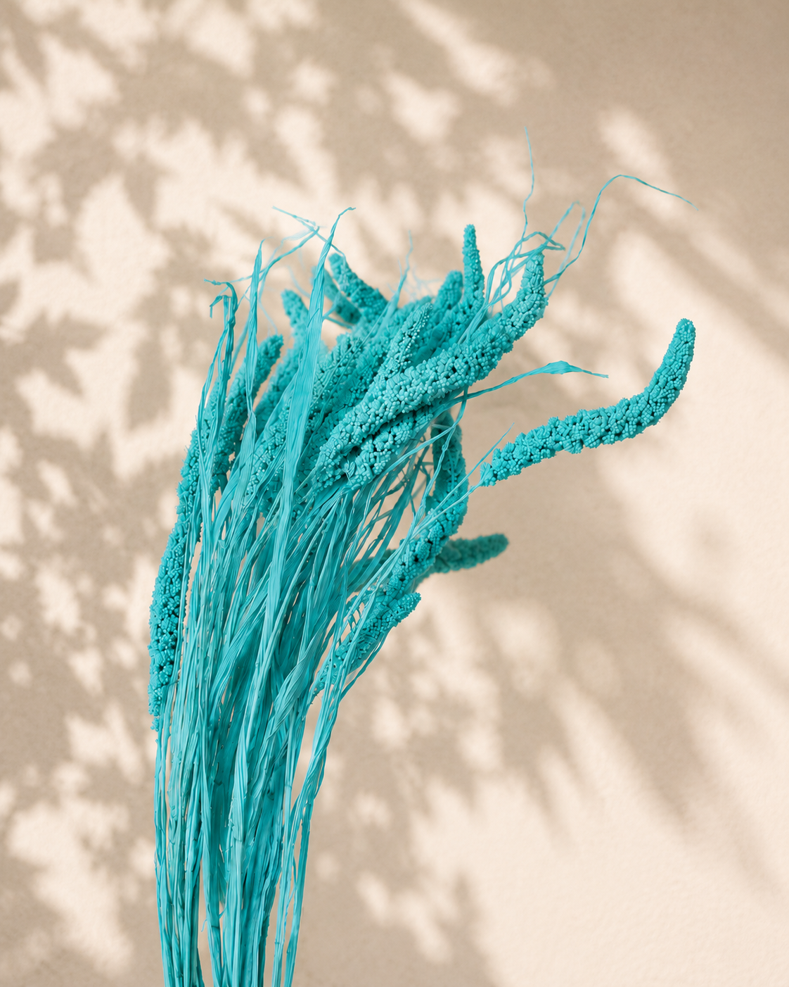 Dried Turquoise Setaria Blue