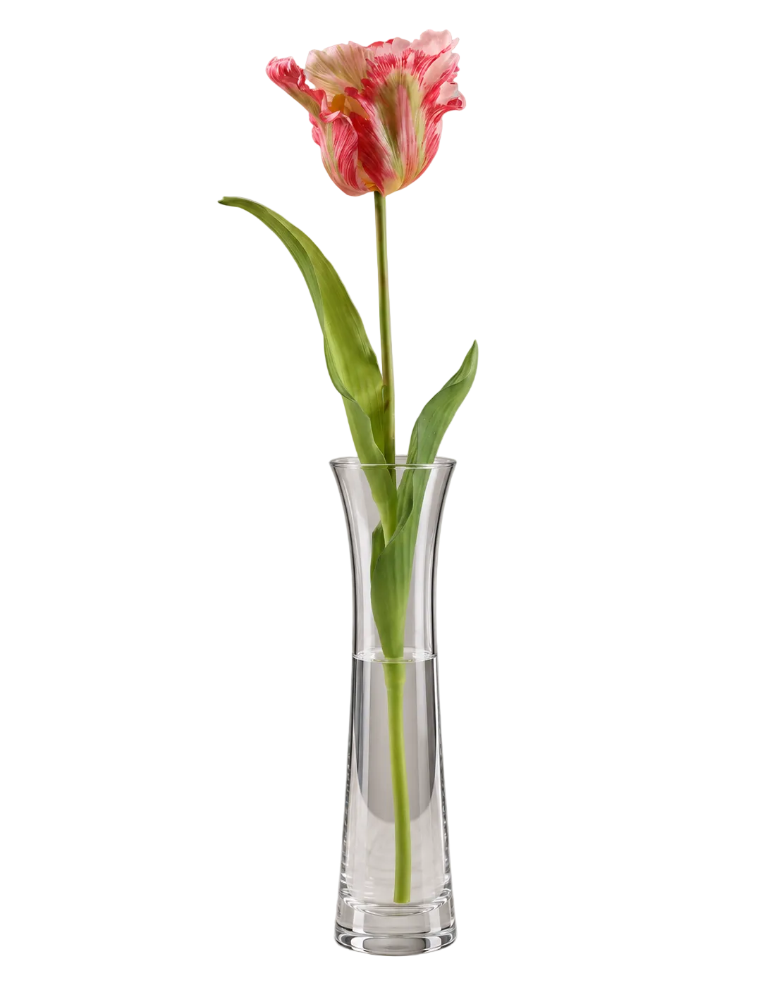 Tulip | Available in 5 Colors