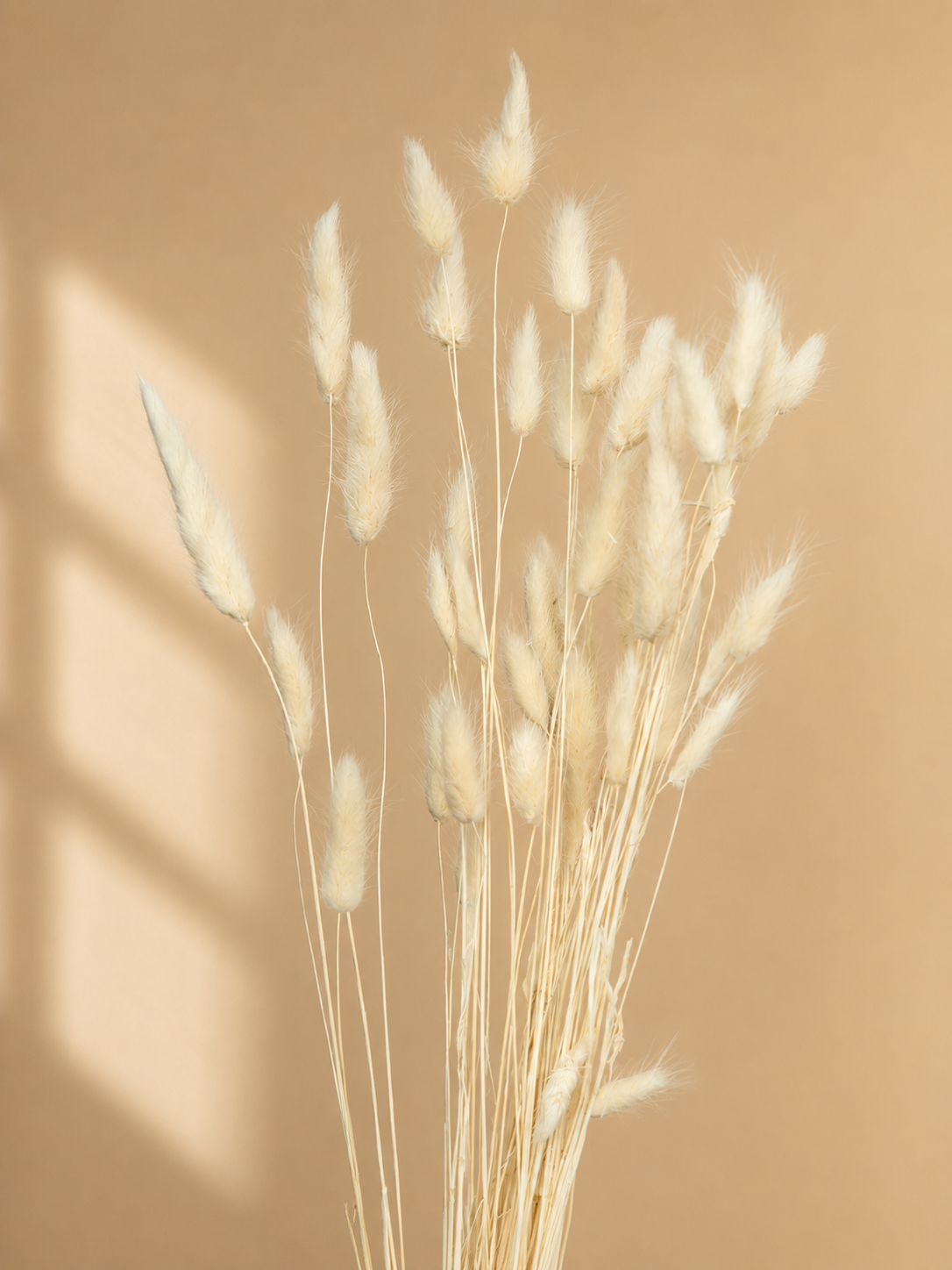 Preserved Ivory Bunny Tail