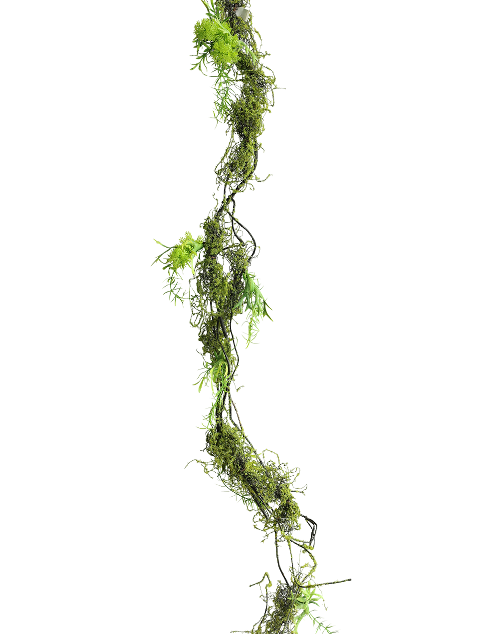 Spanish Mose Vine