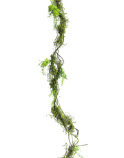 Spanish Mose Vine