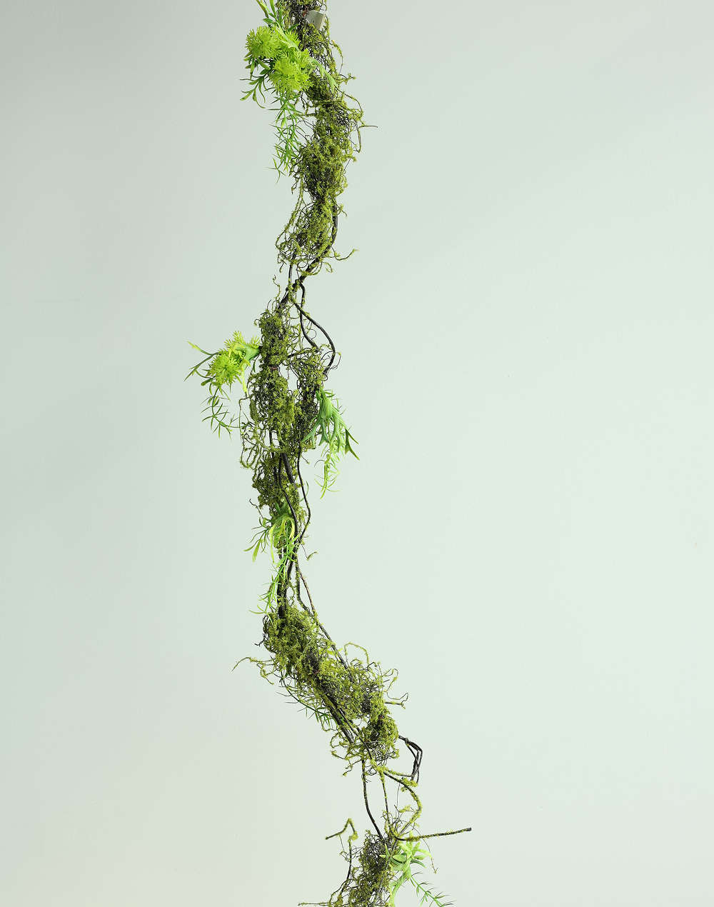 Spanish Mose Vine