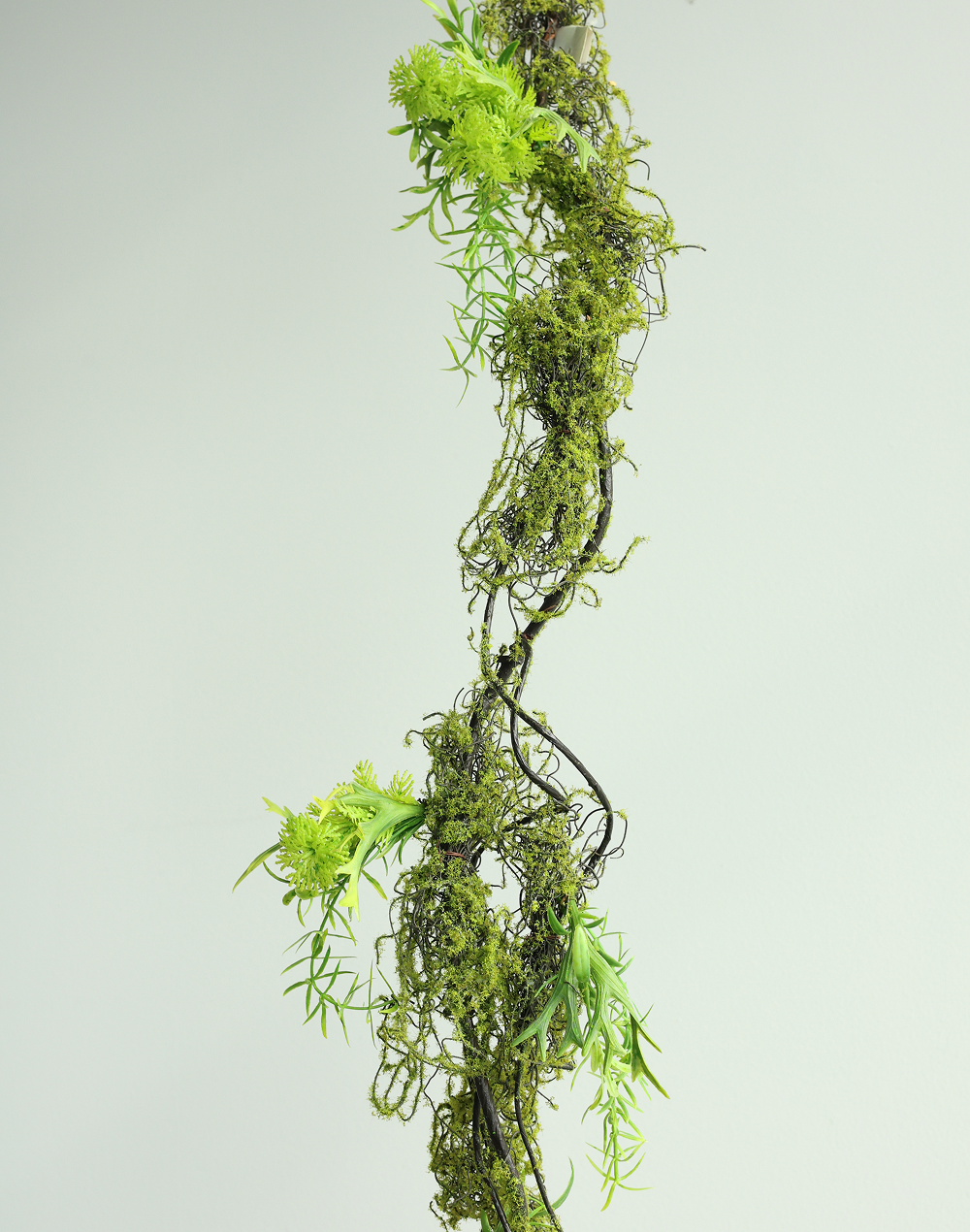 Spanish Mose Vine