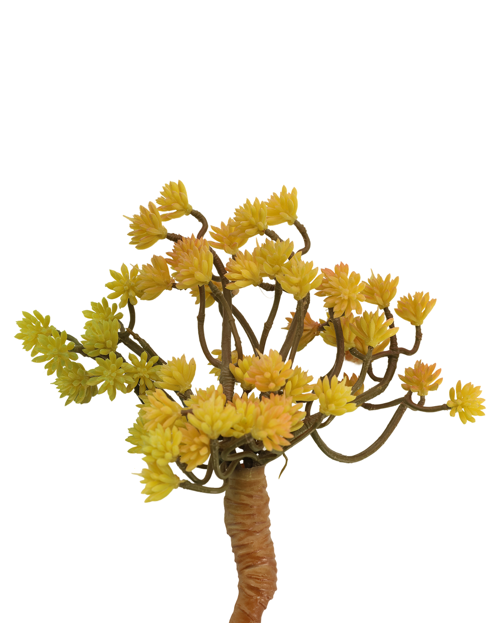 Hypericum Succulent