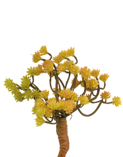 Hypericum Succulent