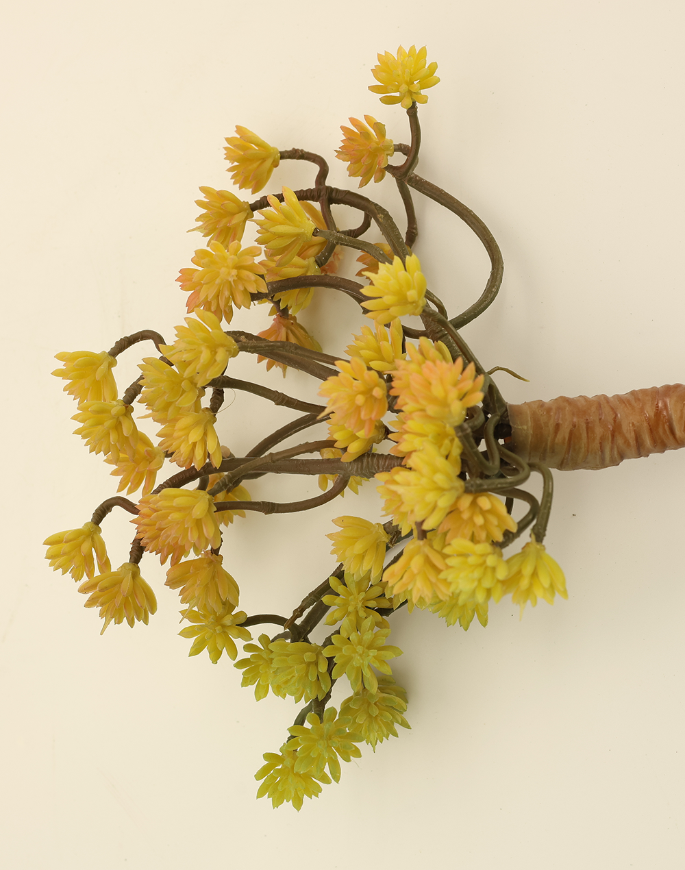 Hypericum Succulent