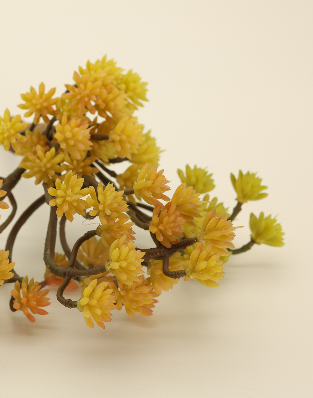 Hypericum Succulent