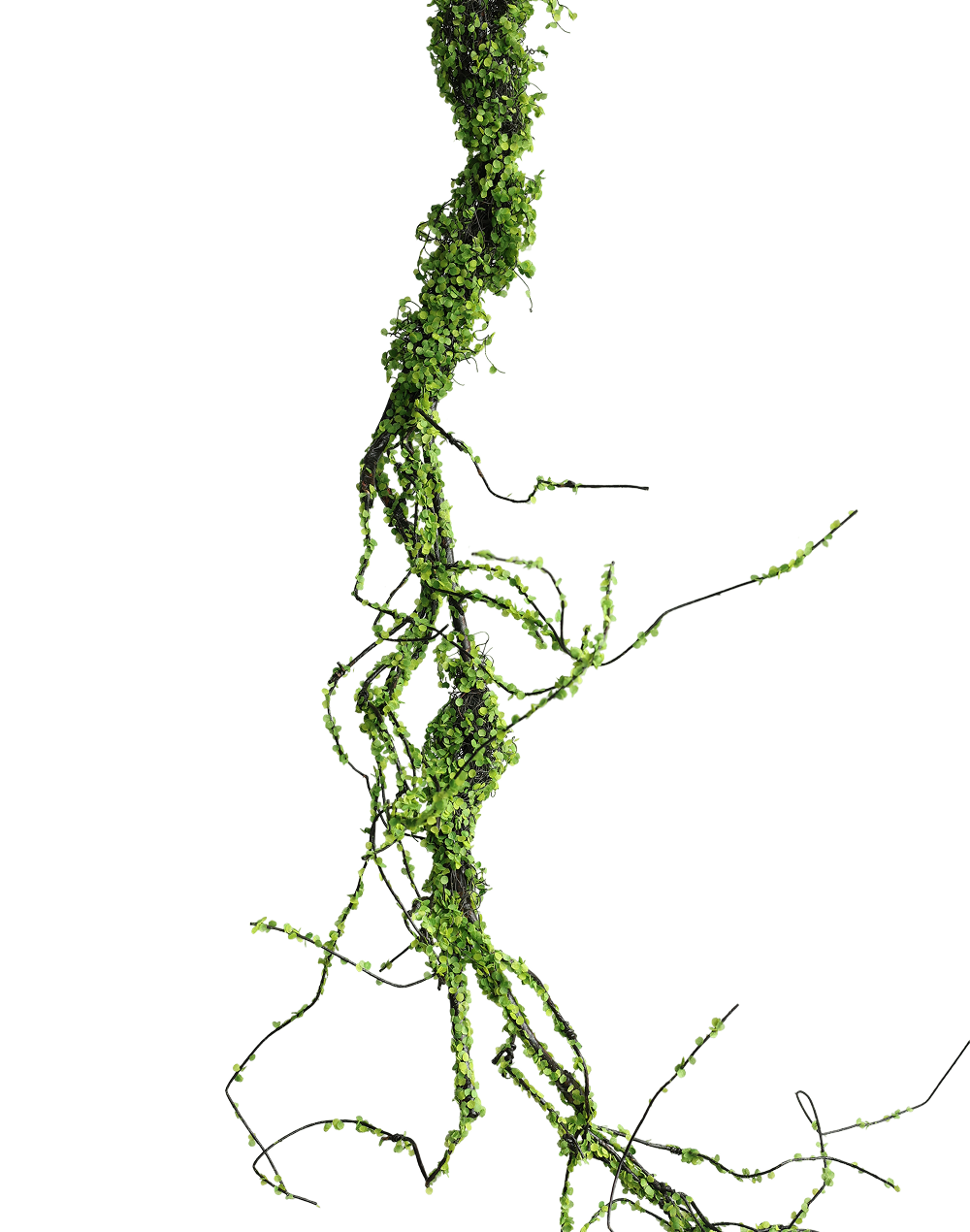 Trailing Garland