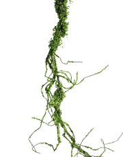 Trailing Garland