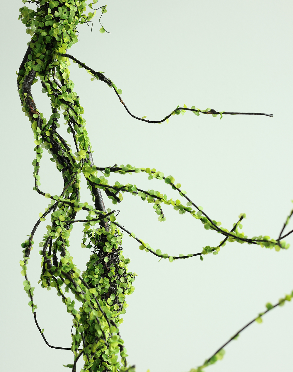Trailing Garland