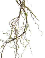 Salix Vine