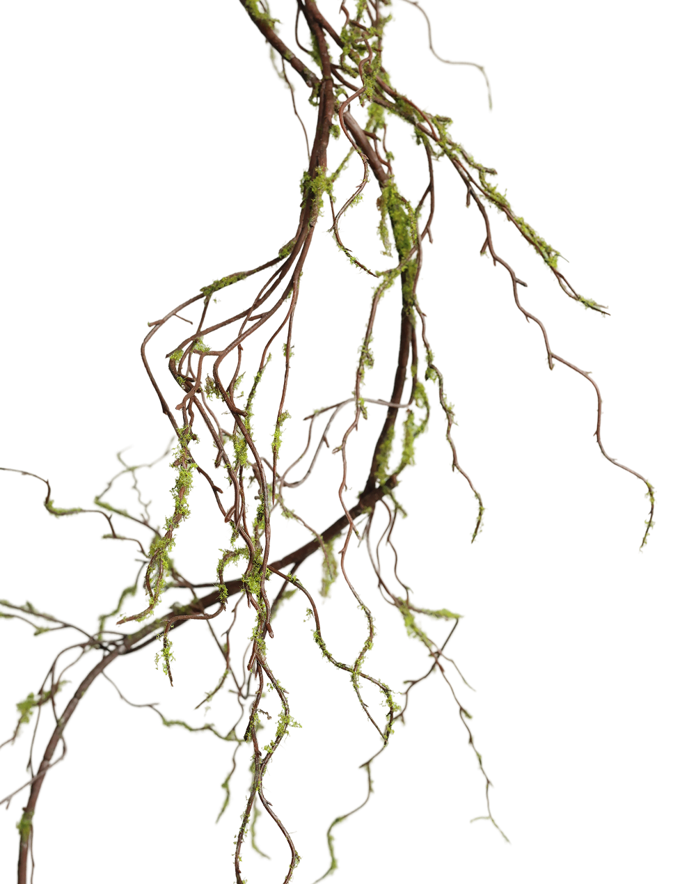 Salix Vine