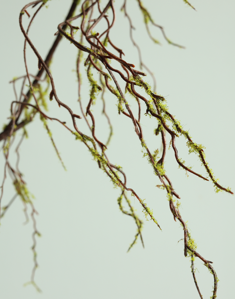 Salix Vine
