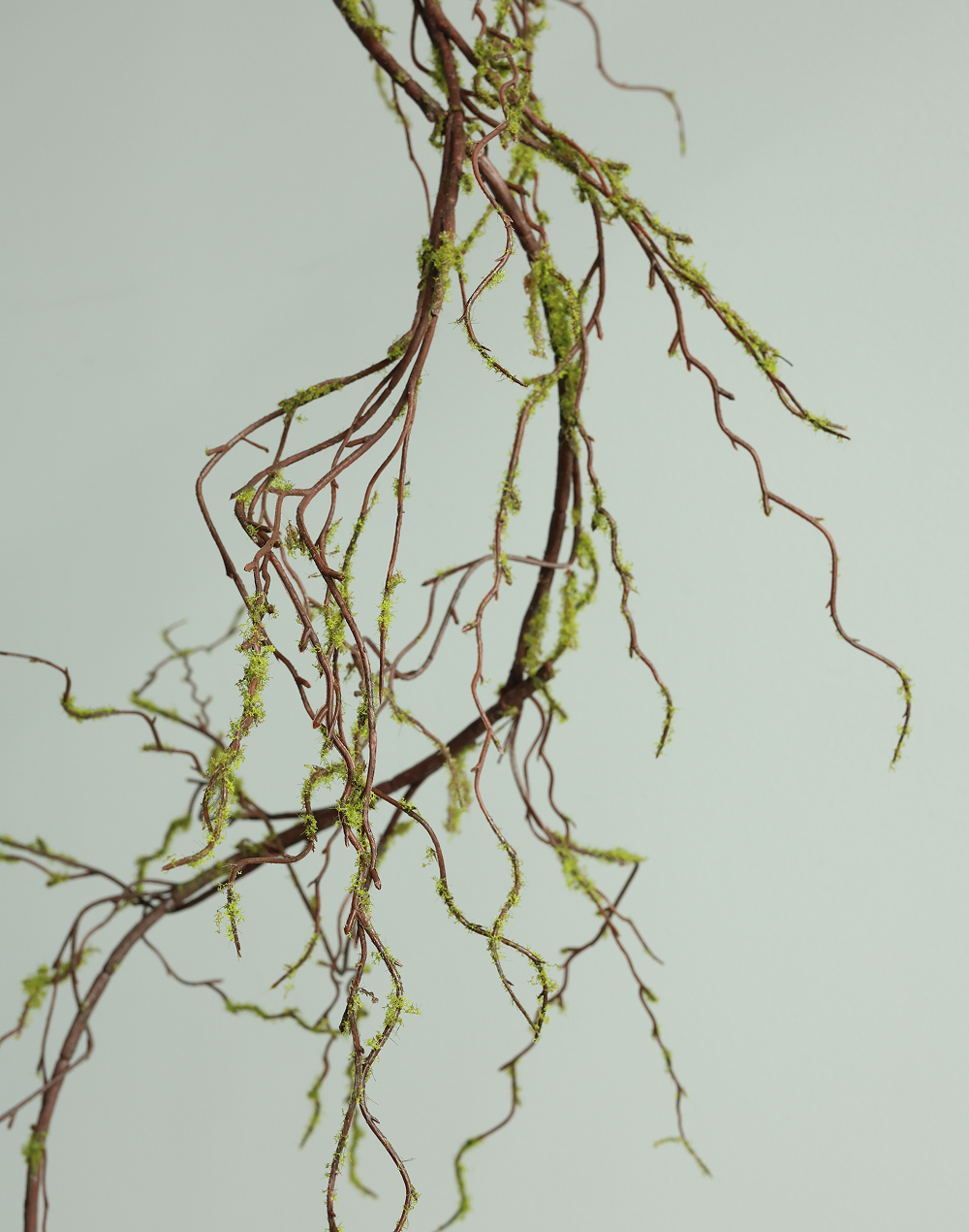 Salix Vine
