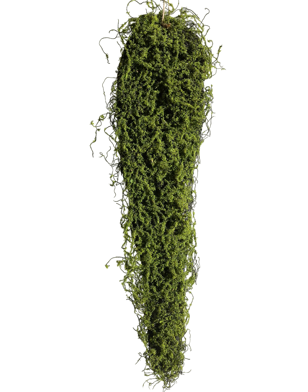 Hanging Moss Bark